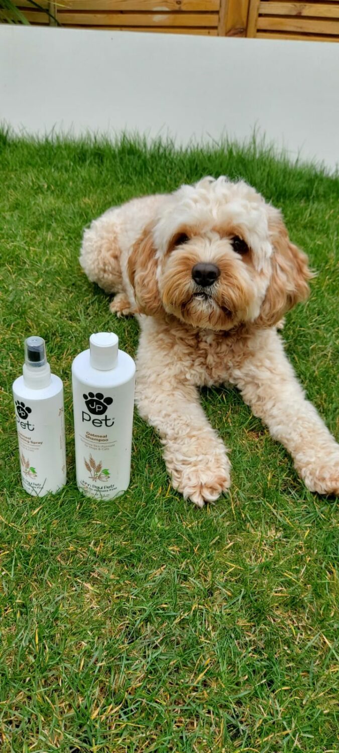 Introducing John Paul Pet Headmasters